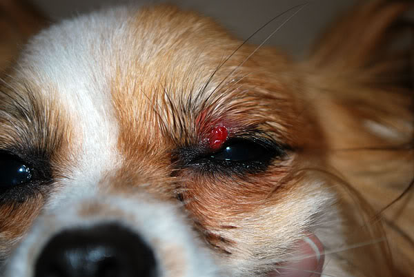 Treatments For Sty In Dog S Eye Healthcare Online Ca By A Staphylococcus Bacterial Infection An Eye Sty Is Essentially Inflammation In The Glands At Eyelash Base